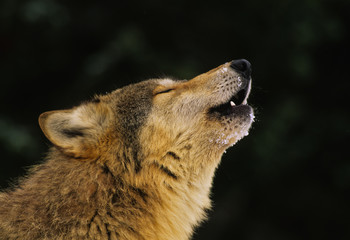 Wolf Howling Portrait