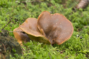 Poster - Velvet roll-rim, Tapinella atrotomentosa, Unedible