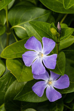 Detail Of Blue Periwinkle Flowers