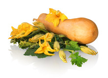 Butternut Squash With Green Leaves And Huge Flowers
