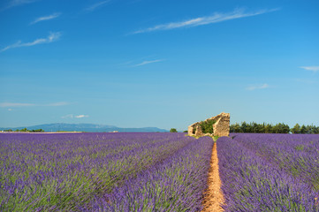 Wall Mural - Old ruin in Lavender fields