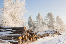 Firewood In The Winter Forest