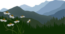 Chamomile Flowers In Green Mountains