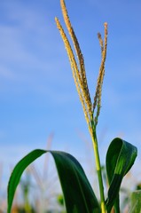 Wall Mural - Close up of corn stalk with inflorescence