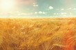 barley field and sunlight