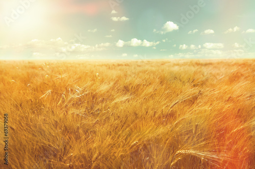 Fotografía barley field and sunlight