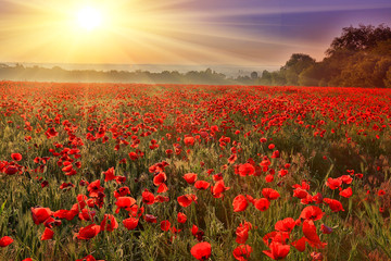 Wall Mural - sunset over poppy field