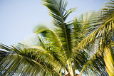 Fototapeta Na sufit - palm tree over blue sky with white clouds