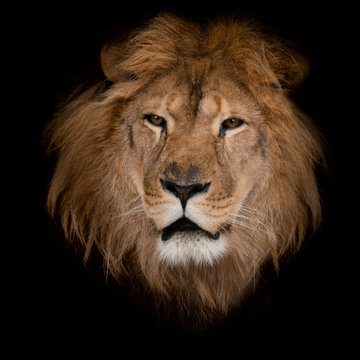 Fototapete -  - lion on a black background.