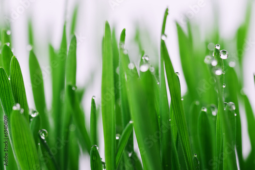 Dekoracja na wymiar  zielona-trawa