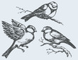 Vector freehand drawing. Tits, sparrows and bullfinches on branc