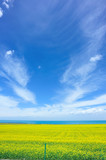 Fototapeta Tęcza - cole flower and blue sky 