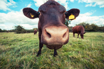 Close up of a cow standing in a field