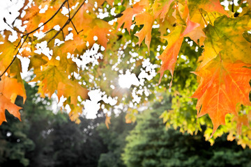 Wall Mural - The bright colors of autumn trees.