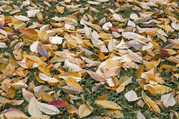 Fotomurales - Abstract background of autumn leaves.