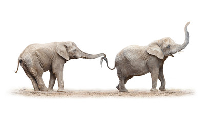 Two elephants have a fun.