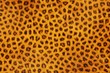 Fur Animal Textures, Leopard small