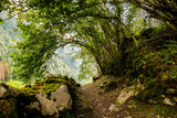 Fototapeta Natura - Winding Forest Path
