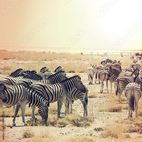 Plakat na papierze fotorealistycznym Zebra
