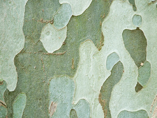 camouflage patterned tree bark texture