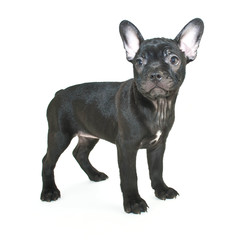 Canvas Print - French Bulldog Puppy