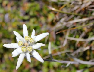 Wall Mural - Edelweiss mit Freifläche