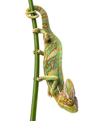 Wall Mural - green chameleon - Chamaeleo calyptratus - male on a branch