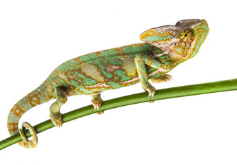 Wall Mural - green chameleon - Chamaeleo calyptratus - male on a branch