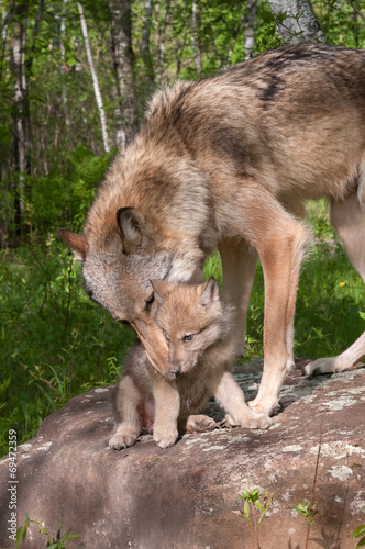 Board z aluminiowym obramowaniem Szary wilk (canis lupus) zbiera szczenię
