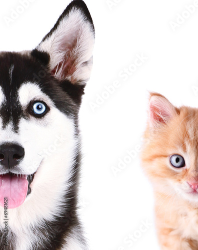 Naklejka ścienna Cute cat and dog faces isolated on white