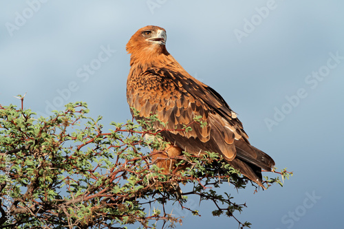 Plakat na papierze fotorealistycznym Tawny orzeł siedzący na drzewie, pustyni Kalahari