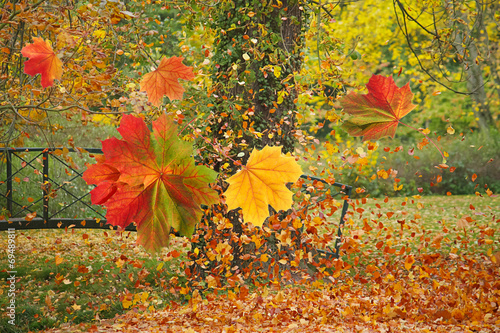 Buntes Herbstlaub fällt von den Bäumen im Park StockFoto Adobe Stock