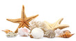 Seashells on sand, isolated on white