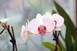 © sunny_bu - pink orchid
