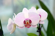 © sunny_bu - pink orchid
