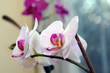 © sunny_bu - pink orchid