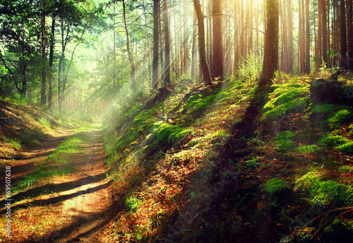 Obraz w ramie Beautiful scene misty old autumn forest