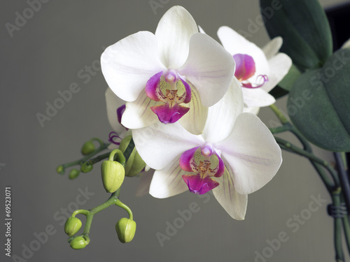 Obraz na płótnie canvas dwuczęściowy "dyptyk" Białe orchidee