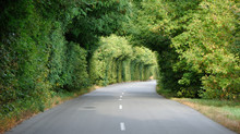 Green Tunnel In The Trees Above Road
