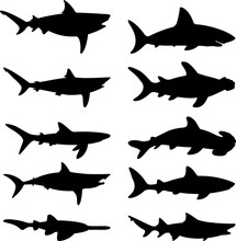 Sharks Vector Silhouette