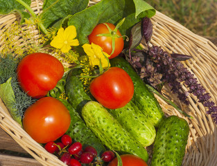 Wall Mural - tomato, cucumber. vegetables  in basket