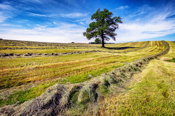 Canvas Print - field