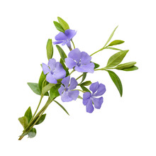 Periwinkle, Vinca Minor Isolated On White Background