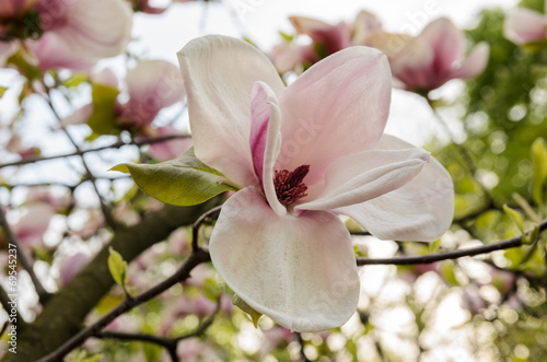 Board z aluminiowym obramowaniem Magnolia