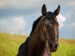 Fotoroleta portret lato koń