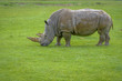 Two-horned Rhinoceros