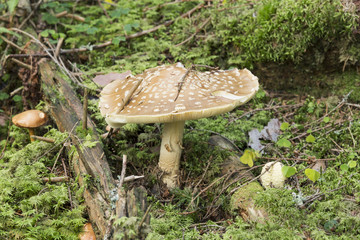 Canvas Print - Fly agaric, Amarita mushroom