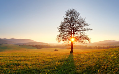 Aufkleber - Tree and sun