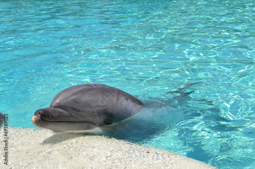 Naklejka samoprzylepna Delphin