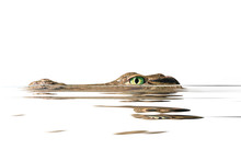 Portrait Alligator